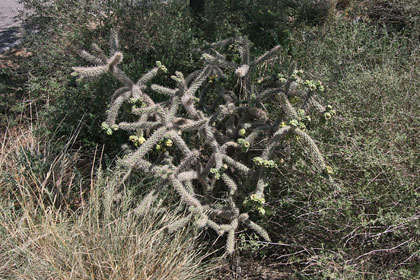 Cholla Cactus Image @ Kiwifoto.com