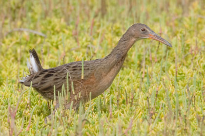 Clapper Rail (Light-footed)