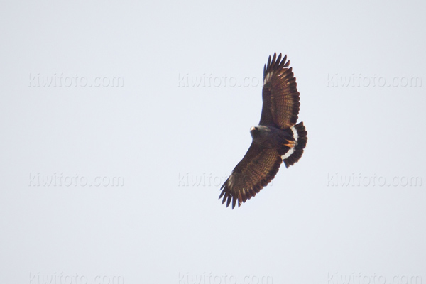 Common Black-Hawk Image @ Kiwifoto.com