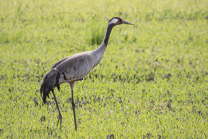 Common Crane Photo @ Kiwifoto.com