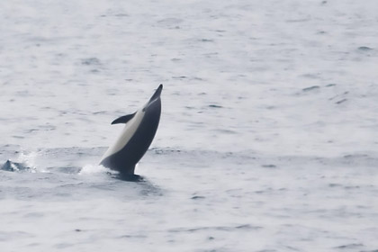 Common Dolphin Image @ Kiwifoto.com