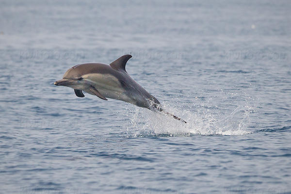 Common Dolphin Picture @ Kiwifoto.com