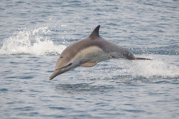 Common Dolphin Photo @ Kiwifoto.com