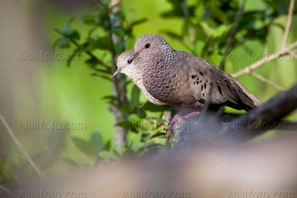 Common Ground-dove Image @ Kiwifoto.com