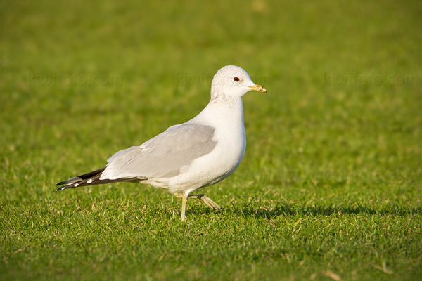 Short-billed Gull (Common Gull)