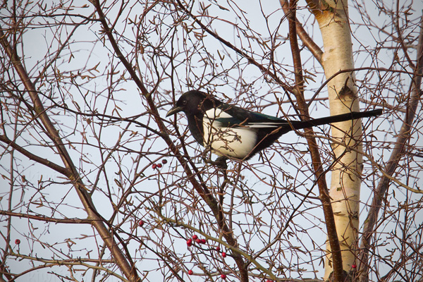 Eurasian Magpie (P. pica pica)