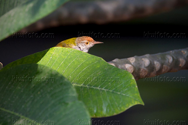 Common Tailorbird Photo @ Kiwifoto.com