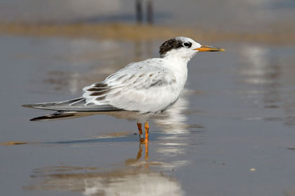 Common Tern Image @ Kiwifoto.com
