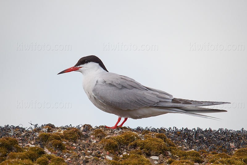 Common Tern Picture @ Kiwifoto.com