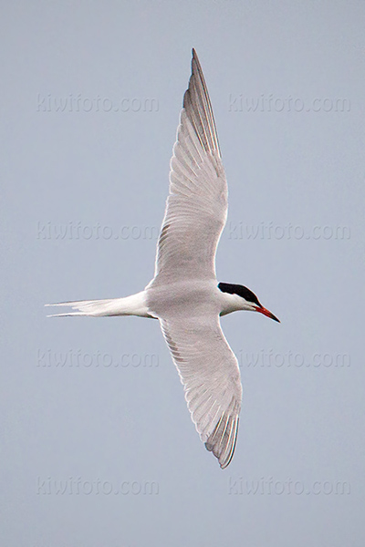 Common Tern Image @ Kiwifoto.com