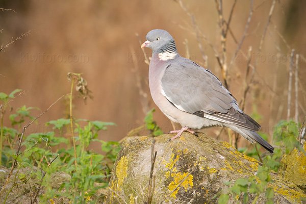 Common Wood-pigeon Photo @ Kiwifoto.com