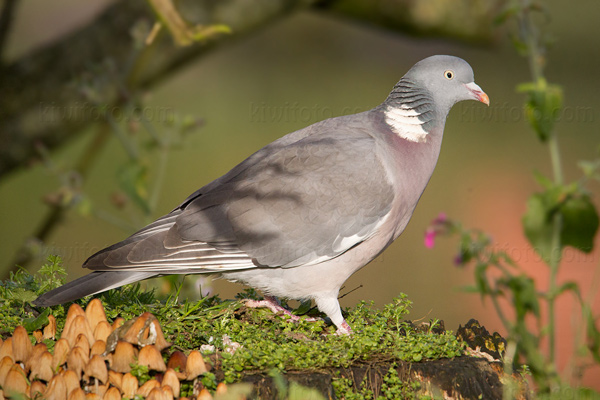 Common Wood-pigeon Image @ Kiwifoto.com