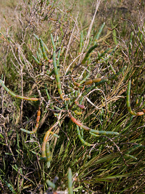 Common Woody Pickleweed Picture @ Kiwifoto.com