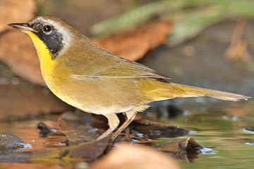 Common Yellowthroat Picture @ Kiwifoto.com