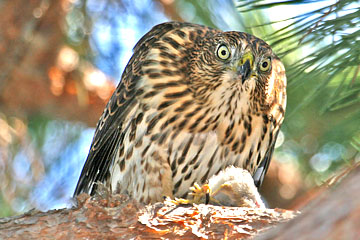 Cooper's Hawk Picture @ Kiwifoto.com