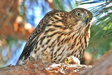 Cooper's Hawk Image @ Kiwifoto.com