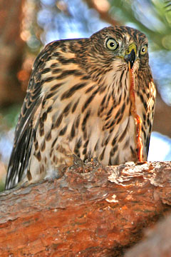 Cooper's Hawk Image @ Kiwifoto.com