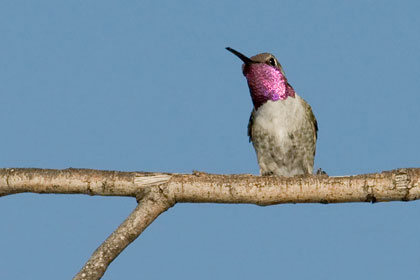 Costa's Hummingbird Image @ Kiwifoto.com