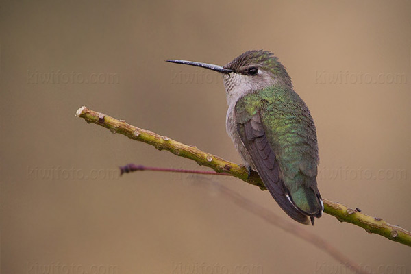 Costa's Hummingbird (Female)