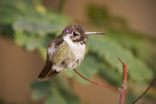Costa's Hummingbird (juvenile)