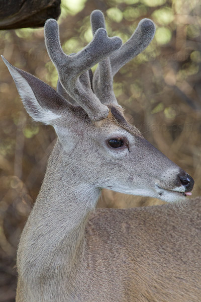 Coues White-tailed Deer Picture @ Kiwifoto.com