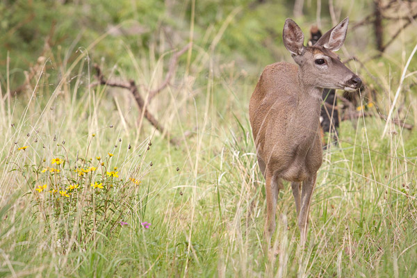 Coues White-tailed Deer Image @ Kiwifoto.com
