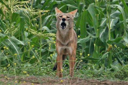 Coyote Picture @ Kiwifoto.com