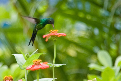 Cozumel Emerald Image @ Kiwifoto.com