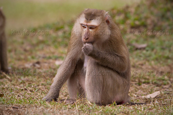 Crab Eating Macaque Picture @ Kiwifoto.com