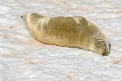 Crabeater Seal Image @ Kiwifoto.com