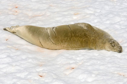 Crabeater Seal Picture @ Kiwifoto.com