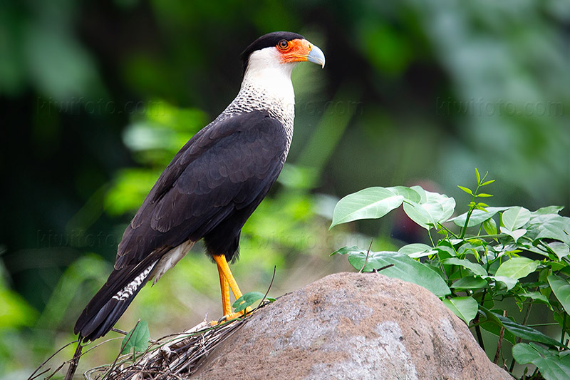 Crested Caracara Picture @ Kiwifoto.com