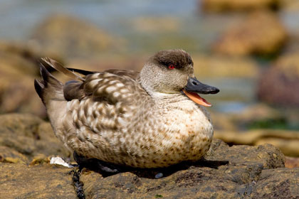 Crested Duck Image @ Kiwifoto.com