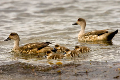 Crested Duck Photo @ Kiwifoto.com
