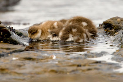 Crested Duck Image @ Kiwifoto.com