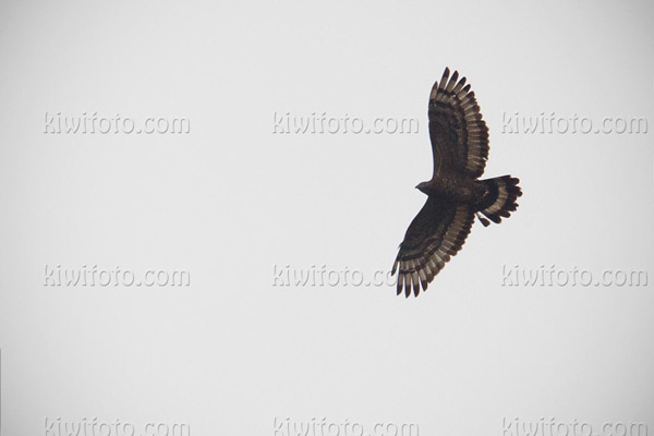 Crested Serpent-eagle Image @ Kiwifoto.com