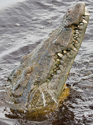 Crocodile Photo @ Kiwifoto.com