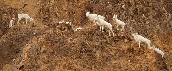 Dall Sheep Picture @ Kiwifoto.com
