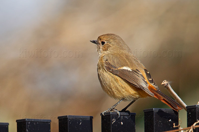 Daurian Redstart Image @ Kiwifoto.com