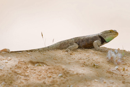 Desert Spiny Lizard Photo @ Kiwifoto.com