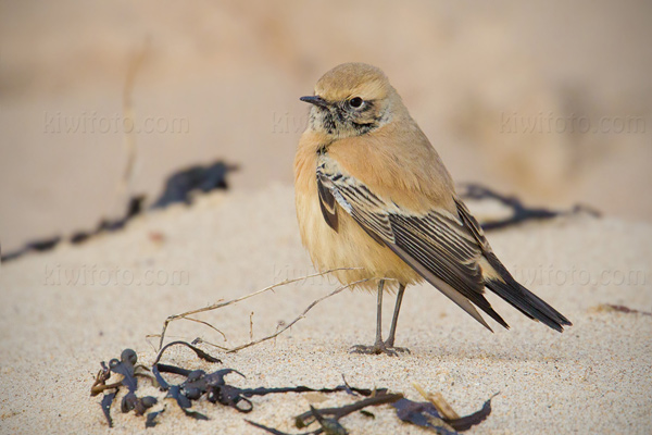 Desert Wheatear Image @ Kiwifoto.com