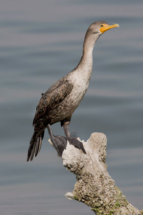 Double-crested Cormorant Image @ Kiwifoto.com