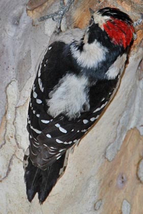 Downy Woodpecker Picture @ Kiwifoto.com