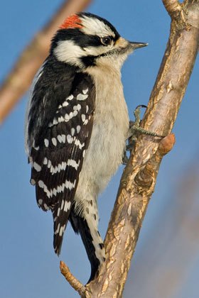 Downy Woodpecker Photo @ Kiwifoto.com