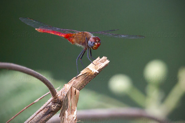 Dragonflies Picture @ Kiwifoto.com