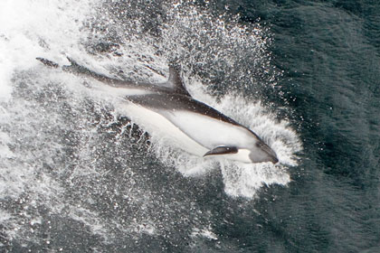 Dusky Dolphin Photo @ Kiwifoto.com