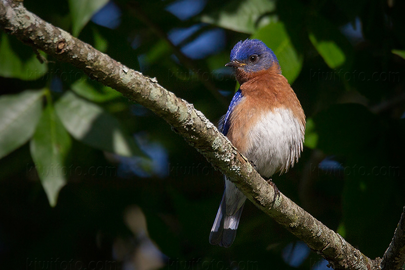 Eastern Bluebird @ Addyston, OH (Kirby Nature Center)