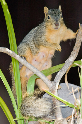 Eastern Fox Squirrel Picture @ Kiwifoto.com
