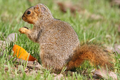 Eastern Fox Squirrel Photo @ Kiwifoto.com