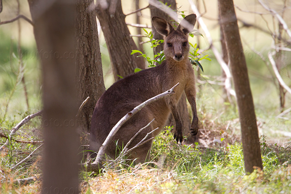 Eastern Grey Kangaroo Picture @ Kiwifoto.com
